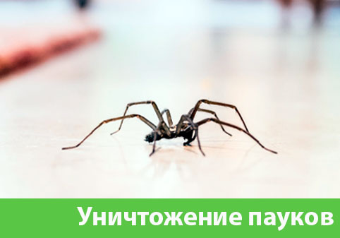 Избавиться от пауков в городе Клинцы