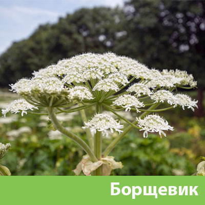Борщевик в Клинцах