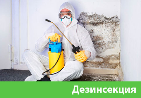 Дезинсекция в городе Клинцы