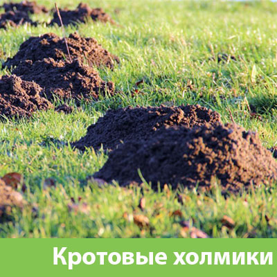 Кроты на участке в Клинцах