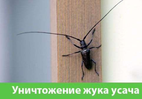 Обработка от жука усача в городе Клинцы