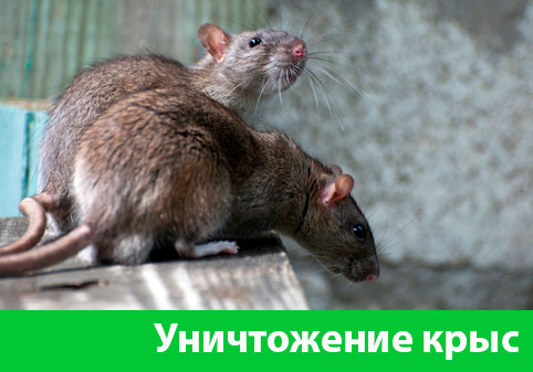 Уничтожение крыс в городе Клинцы