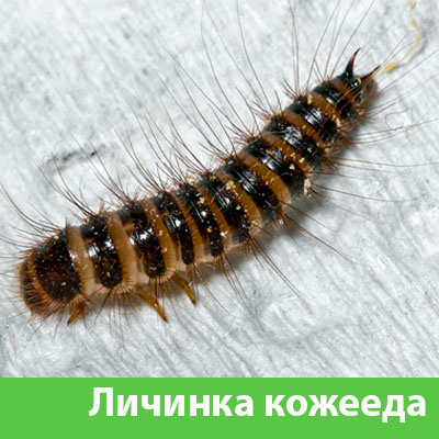 Личинка Кожееда в Клинцах
