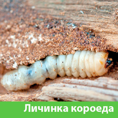 Уничтожение личинок короеда в Клинцах