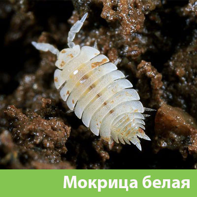 Мокрица в Клинцах фото