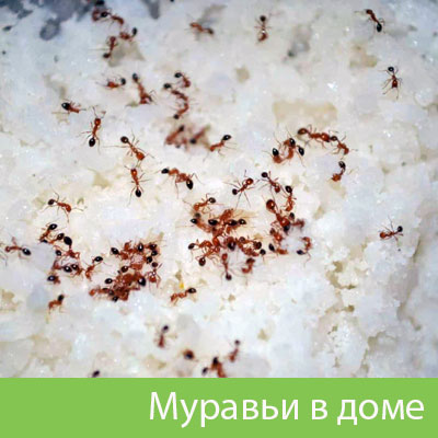 Муравьи в доме в Клинцах