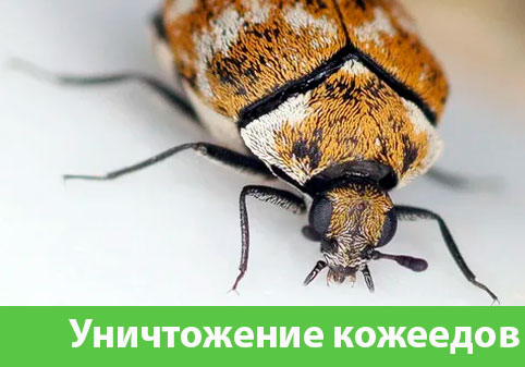 Обработка от кожееда в городе Клинцы 