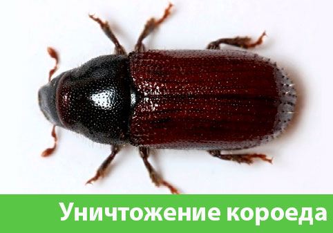 Обработка от короеда в городе Клинцы