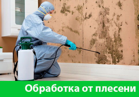 Обработка от плесени в городе Клинцы