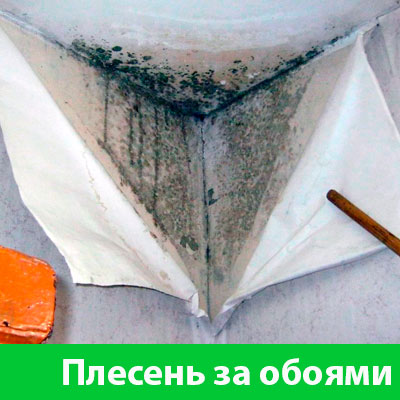 Удаление плесени в Клинцах