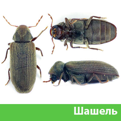 Обработка от шашеля в городе Клинцы