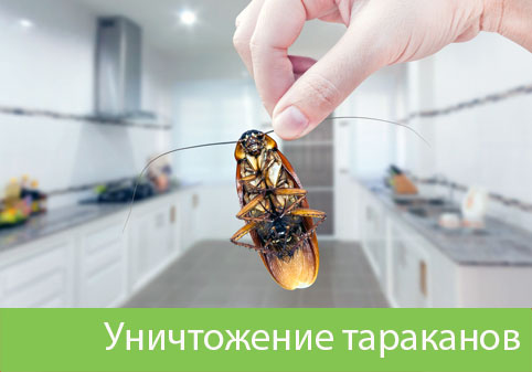 Уничтожение тараканов в городе Клинцы