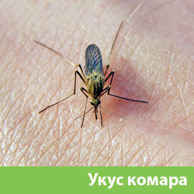 Укусы комаров в Клинцах