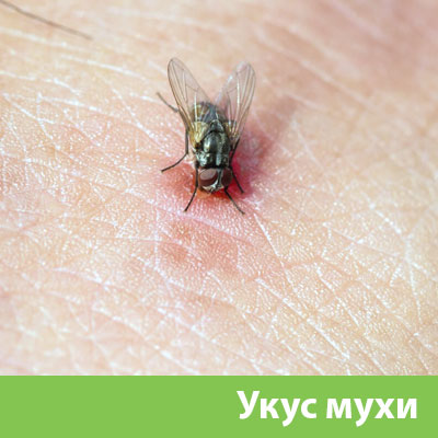 Уничтожение мух в Клинцах
