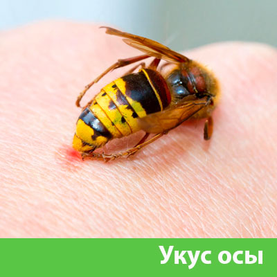 Профессиональное уничтожение ос и шершней в Клинцах