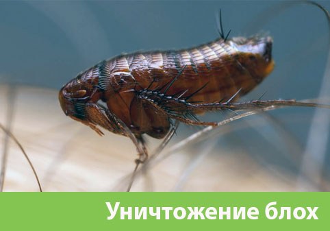Уничтожение блох в городе Клинцы
