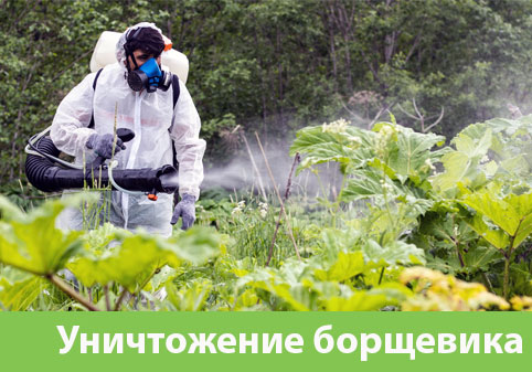Уничтожение Борщевика в городе Клинцы