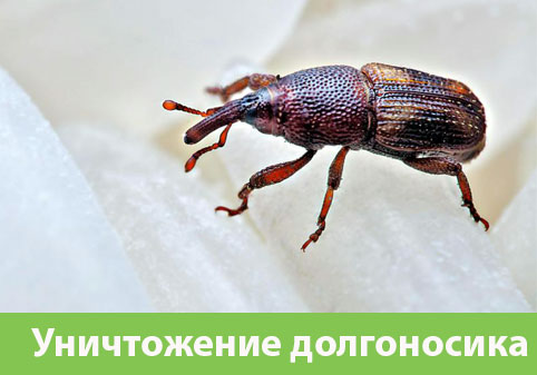 Уничтожение долгоносиков в городе Клинцы