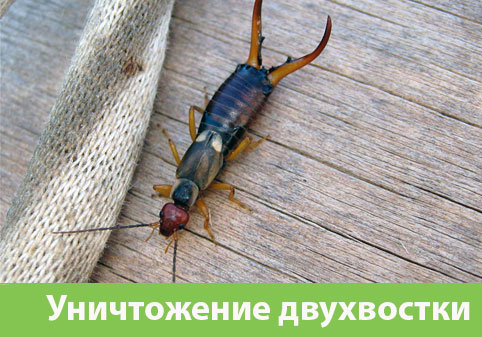 Уничтожение двухвостки в городе Клинцы