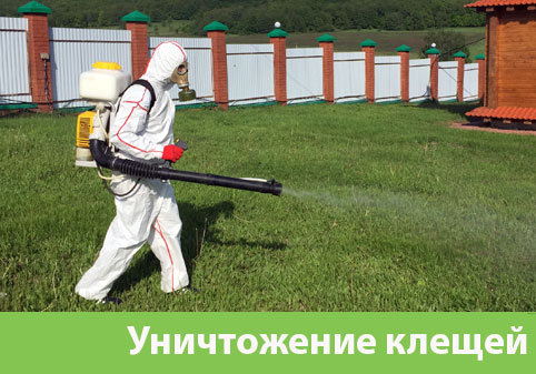 Уничтожение клещей в городе Клинцы