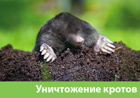 Уничтожение кротов в городе Клинцы