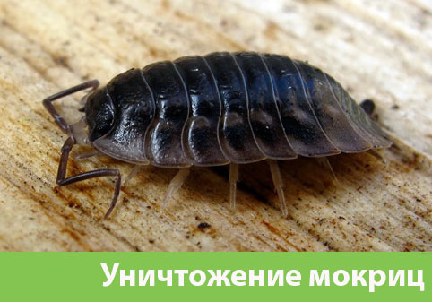 Мокрицы в квартире в городе Клинцы