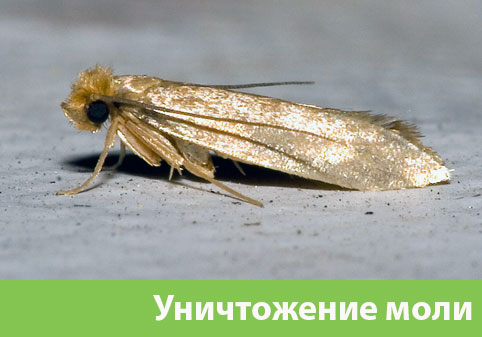 Уничтожение моли в городе Клинцы 