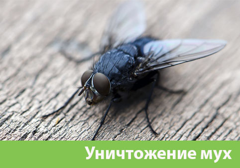 Уничтожение мух в городе Клинцы