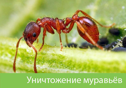 Уничтожение муравьёв в городе Клинцы