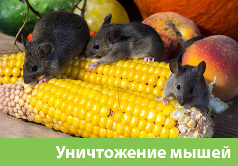 Уничтожение мышей в Клинцах