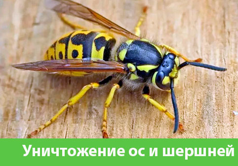 Уничтожение ос и шершней в городе Клинцы